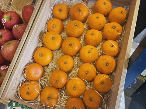 【訳ありだけど味は本物】【規格外】もったいないが美味しい🍊濃厚せとか（加工用）