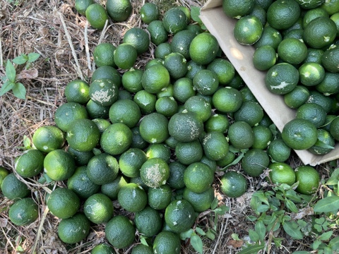 自然栽培すだち2㎏箱詰-農薬不使用・無肥料・無除草剤