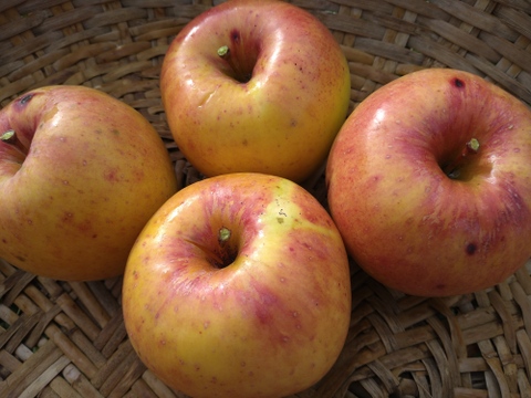 りんご　ぐんま名月　約６８％　農薬カット　18個くらい　大小様々　キズ等、黒点、虫食い混じり多め