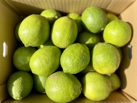 【採れたて新鮮】グリーンレモン 1kg【防腐剤・ワックス不使用】