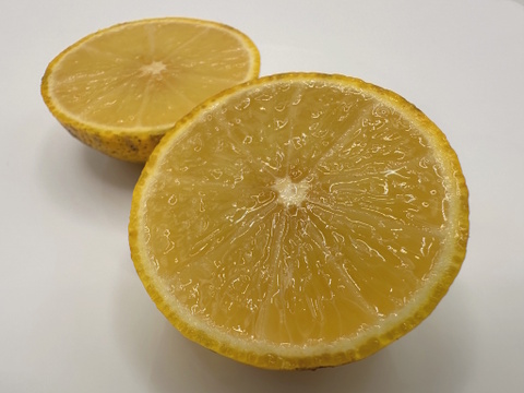 【2025年限定】自然栽培・樹上完熟！外観無選別の種なし本ゆず多田錦【大盛】80サイズ4.5kg(今年は外観レベルに難があるためプライスダウンしました)