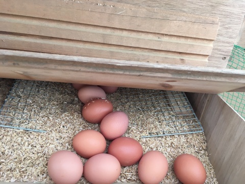 生食に最適！ 放し飼いの鶏が産んだ卵１０個入り