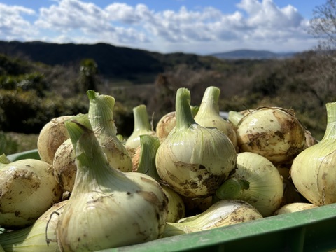 甘くてやわらかい【淡路島産】新玉ねぎ　5kg