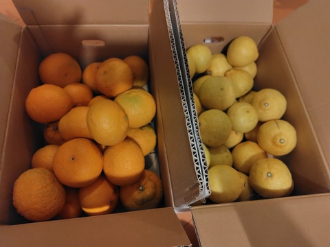 はるか五k
さっぱりとした甘さです。昨年たくさんの方々に食べていただきました♪
どうぞご賞味ください。