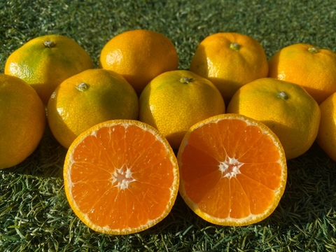 お買い得！みかん2ｋｇと採りたて野菜5品セット！