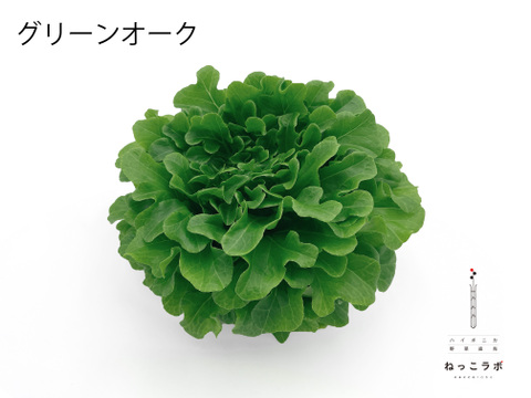 シェフ御用達！料理に使いやすいサラノバレタス4種ミックス（業務用簡易包装 10～12株）1㎏