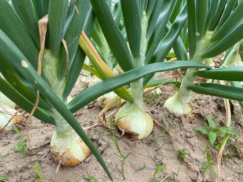 EM農法・農薬不使用栽培・新玉ねぎ・石川県産 5kg
