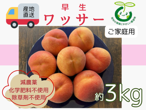 44 信州産　早生ワッサー家庭用3キロ2箱 生産農家直送 早生ワッサー ご家庭用 3kg 長野県産 化学肥料不