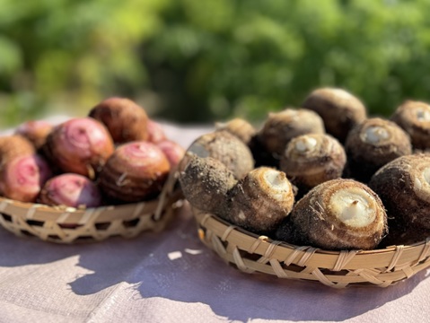 【はらぺこ冬の福袋】めでたい紅白里芋とろりん（各1kg袋）+ホクホク金時（2kg）+キャロりん(2kg)