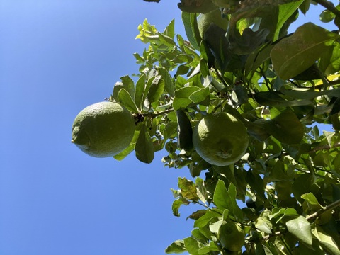 香り抜群！大三島グリーンレモン！ 5キロ【皮ごと食べられるワックス・防腐剤フリー☆】瀬戸内レモン