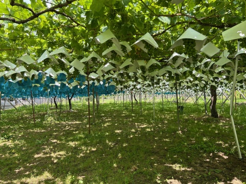 贈り物に最適！山梨県産シャインマスカット