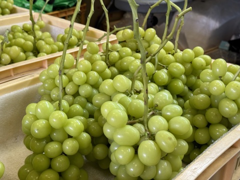 山梨県産ぶどう【シャインマスカット】1kg〜1.2kg前後(2〜3房) 種なし『常温便』