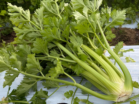 もうスーパーには戻れない！？本物のセロリ！