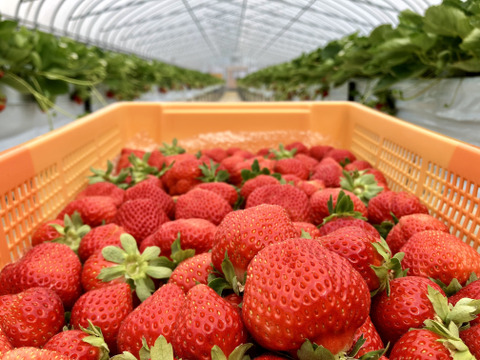 盛岡夏いちご(すずあかね)約600g入り１箱