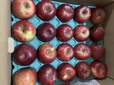 レア品種！　紅玉　【青森県産りんご 】10kg　36～56玉　スイーツ作り　農家直送