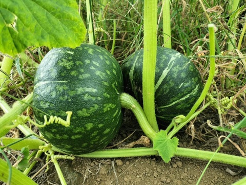 JGAP認証！カボチャ「3種食べ比べセット」ご家庭用・9㎏