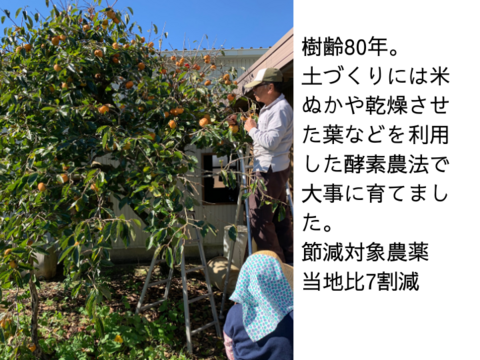 保存料不使用　新しい食感の干し柿　40ｇ×6パック　食べきりサイズ　静岡県産　樹齢80年の次郎柿使用　砂糖不使用 あわせ買い