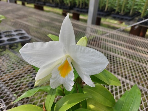 【蘭の福箱❁⃘*.ﾟ】夏の蘭 フォーミディブルの鉢花＆切り花
