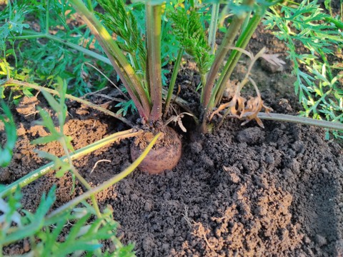 ✨【福袋】レアベジ・カボチャ含むお野菜セット（農薬・化成肥料不使用）おまけ付✨