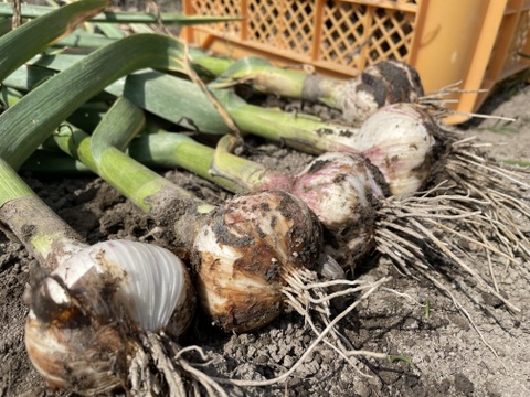 農薬・化学肥料栽培中不使用！黒にんにく（300g）