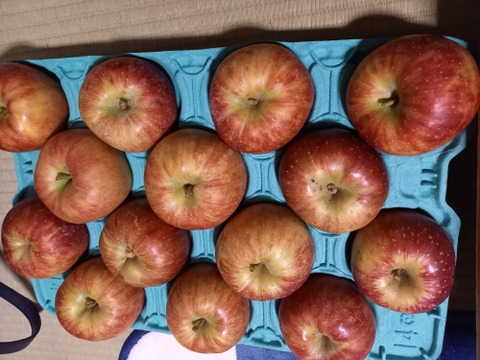今季最終プライスダウン！！加工用りんご🍎小玉ゴロ詰め