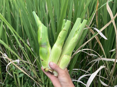 今が旬！秋の味覚『マコモタケ』1.5㎏