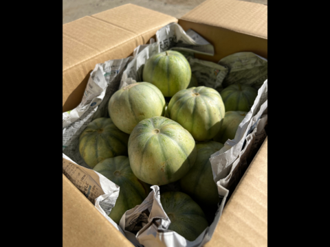 【自然栽培】優しい甘み！徳島県産なりくらマクワウリ 3kg