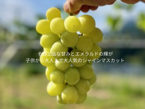 ぶどうきゅん Premium Jewel Grapes – シャイン＆赤系ぶどうセレクション