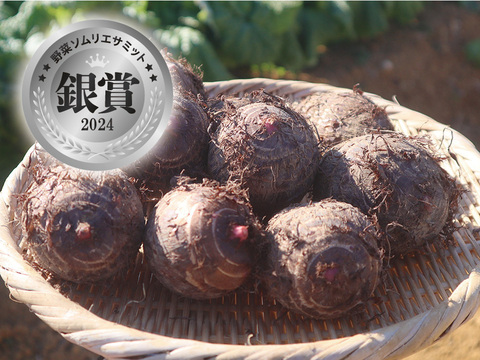 野菜ソムリエサミット銀賞！ほっくり里芋〈セレベス〉約1.5kg（農薬・化学肥料不使用）