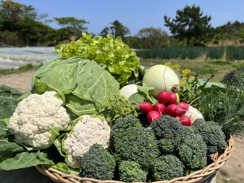 安心島育ち🌱旬の野菜セット4〜6種類🥬🥕🥦✨農薬・化学肥料不使用🌱Vegetables set
