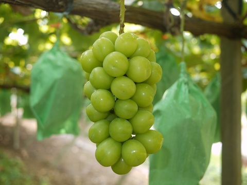 【数量限定】大地の恵み大粒ブレッシングシャインマスカット２房