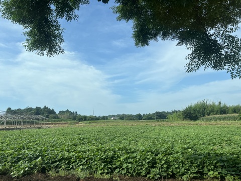 濃蜜！熟成べにはるか　5kg