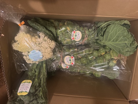 【大好評(^^♪】"株ごと芽キャベツ"　おうちで収穫体験！(4株)＋おまけ野菜3つ　 from 名水の里　神奈川県秦野市