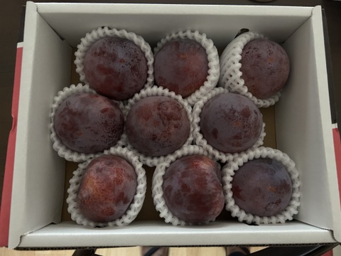 【訳あり】本当に美味しい！！上品な甘さと酸味！プラム「貴陽」化粧箱（9個入り）