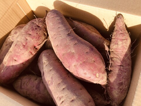 しっとりねっとり甘い自然栽培紅はるか　山梨県産　百笑有田農園