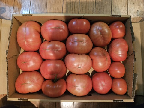 【訳有り品】キズあり不揃いトマト約3.6キロ