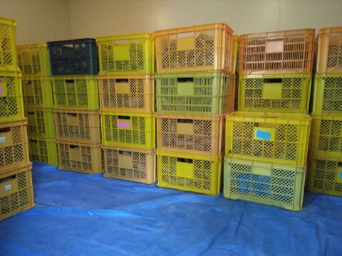 1.5kg⭐️訳あり⭐️熟成ベニアズマ⭐️《超特価！》