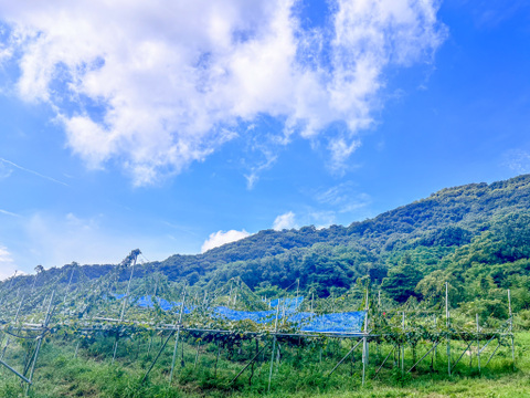 幻の一口キウイ！『さぬきキウイっこ®』秀品・２kg（３０～４０個）