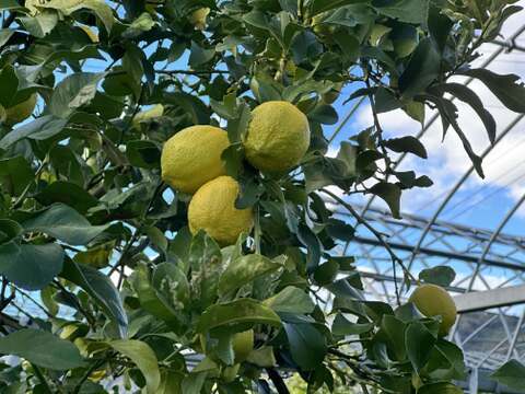 家庭用まるたま農園グリーンレモン (約5kg)