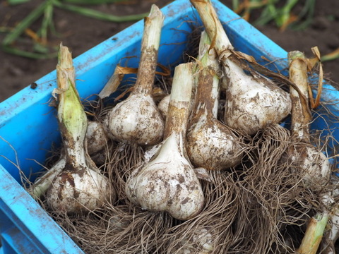 素揚げが大好評！田子町産にんにく50玉【7月中旬以降お届け】