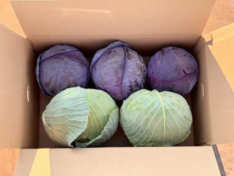 【ゲン担ぎ福袋】紅白で縁起良く！　レッドキャベツ（紫キャベツ）厳選大玉 ＋ 大玉キャベツ 約10kg