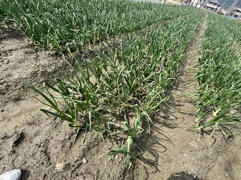 サイズ色々！淡路島産極早稲玉ねぎ5kg