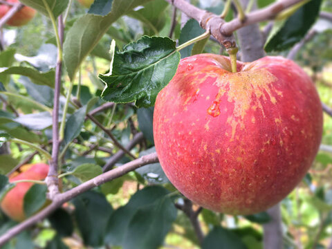 夏りんごと言えば！ りんご 超訳あり小玉 サンつがる 約4.5キロ18-28玉 復興支援 早期予約特典 #SAT0F045