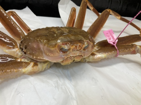 蟹の王様!!「活松葉蟹、雄雌セット/特選」足折れ含む◆カニの本場、境港直送!!! (松葉ガニ) 鳥取 松葉ガニの通販