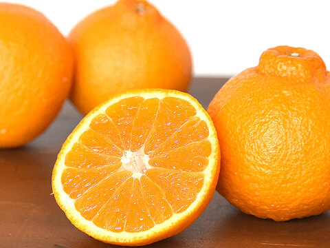 【ご予約受付中】不知火(デコみかん)【家庭用(訳あり)】2.5kg 322-2h