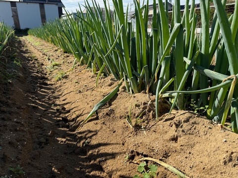 有機栽培 オーガニック JAS認証 長ネギ 3本 石川県産