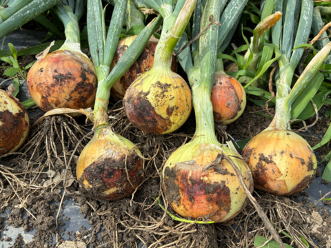 【ラスト2箱！訳あり小粒！】甘み濃厚の伝統固定種！『奥州タマネギ』(5kg)