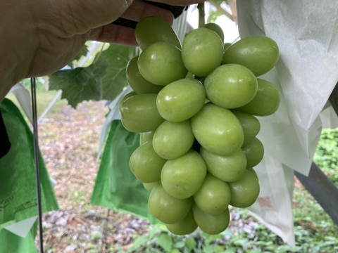 大粒！ジューシー！長野県産シャインマスカット　約500g （1房）