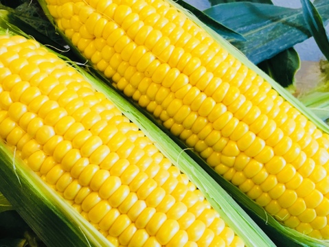 【 父の日ギフト 】朝採り❣️フルーツみたいなミラクルコーン🌽🌽🌽　み・ら・い　(味来)　5kg  (2L〜3Lサイズ　11〜12本)