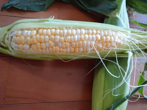 超高糖度！とうもろこし界の王様極甘『ドルチェドリーム』（約4.5kg11本前後）